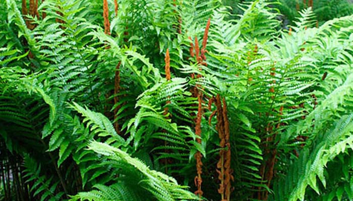 Cinnamon Fern