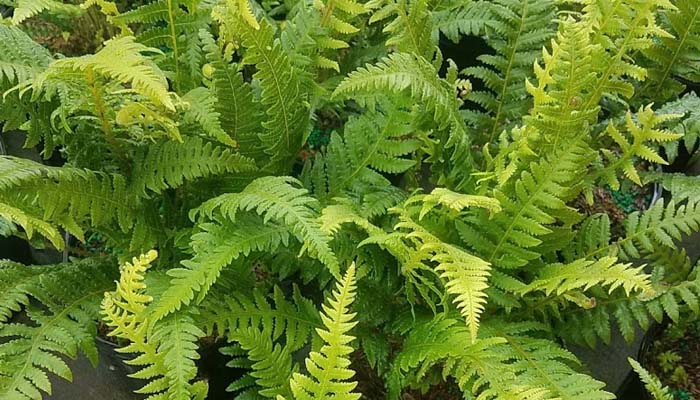 Dryopteris tokyoensis