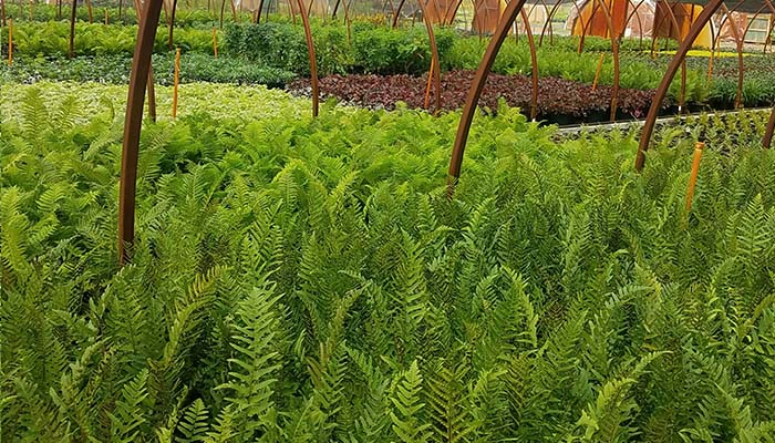 Wholesale growers of ferns