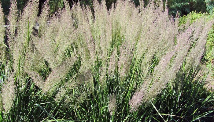 Calamagrostis brachytricha