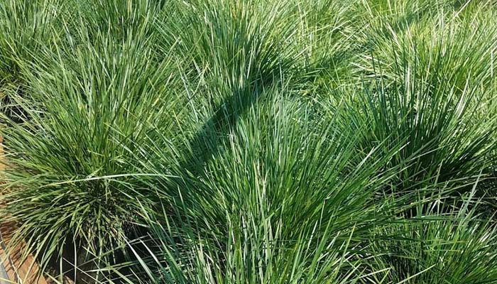 Deschampsia 'Goldtau'