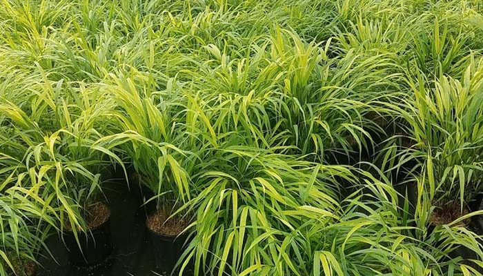 Hakonechloa 'Beni Kaze'