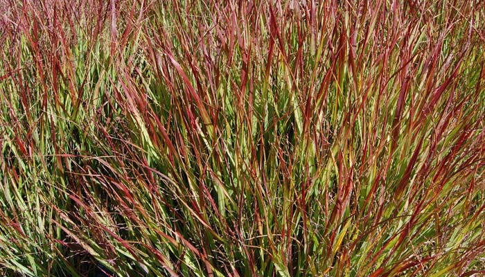 Panicum 'Shenandoah'