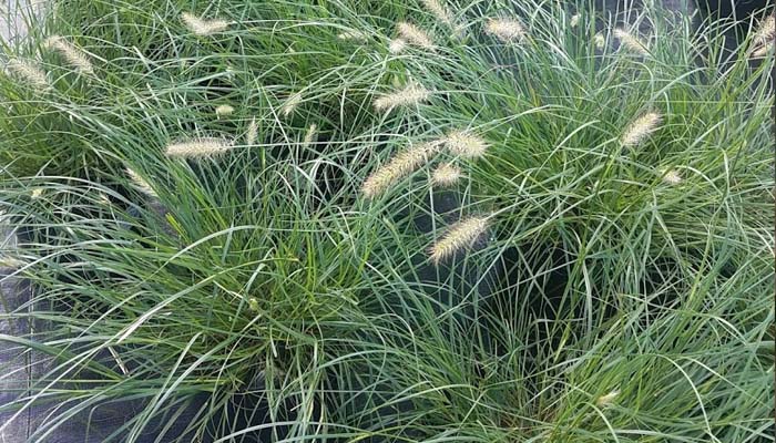 Pennisetum 'Piglet'