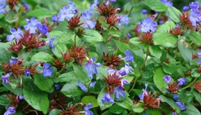 Ceratostigma plumbaginoides