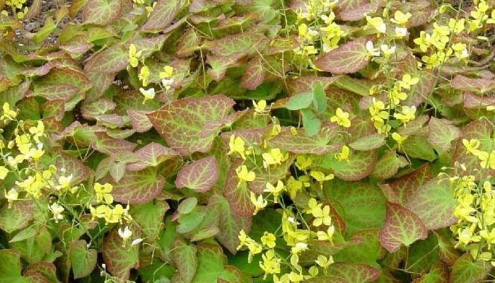 Epimedium  versicolor 'Sulphureum' 