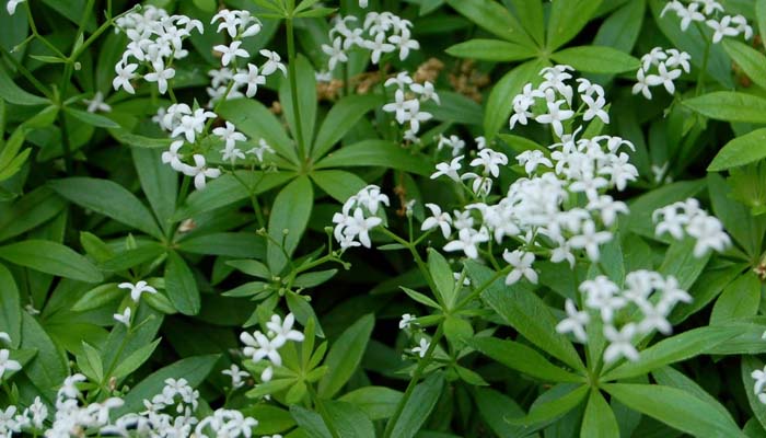 Sweet Woodruff