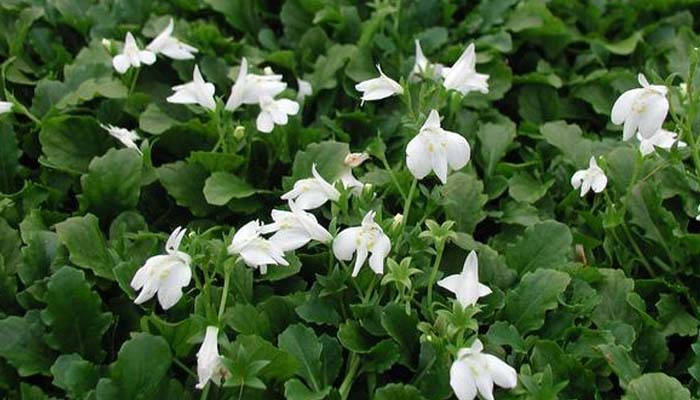 White Mazus