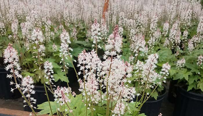 We grow and sell New Jersey Native Plants