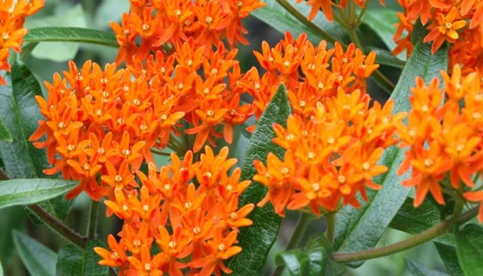 Asclepias tuberosa