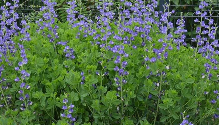 Baptisia australis