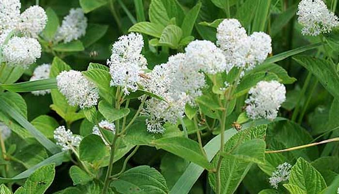 Ceanothus americanus - Native Shrub