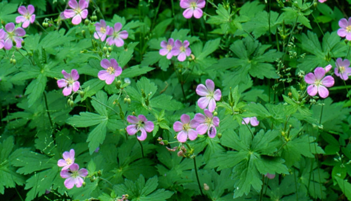 Geranium maculatum - Native groundcover