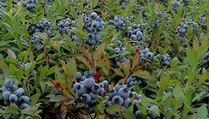 Vaccinium angustifolium